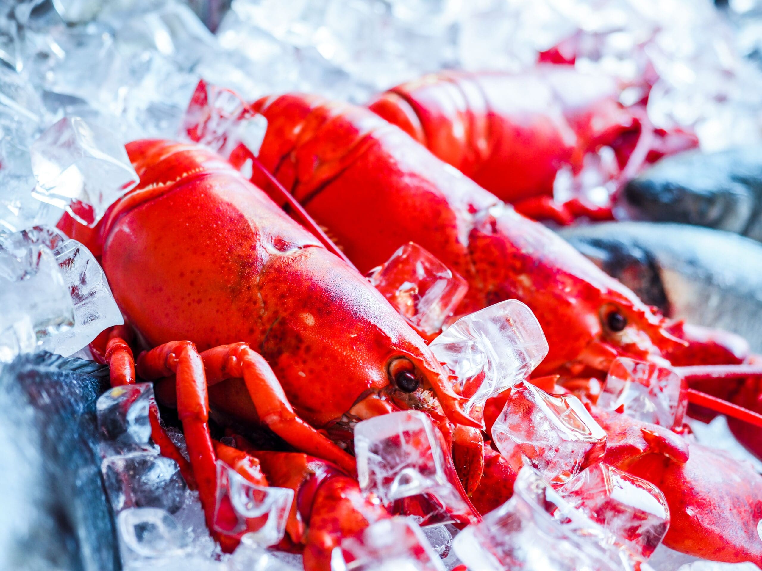 Fresh Maine lobster displayed on a bed of crushed ice, highlighting its bright red shell and coastal, seafood‑market freshness.