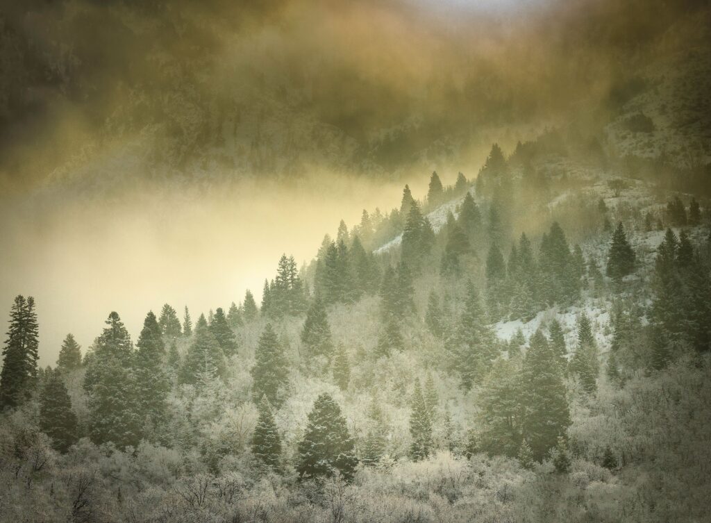 Snow-covered evergreen trees on a mountain slope with golden mist and soft sunlight filtering through.
