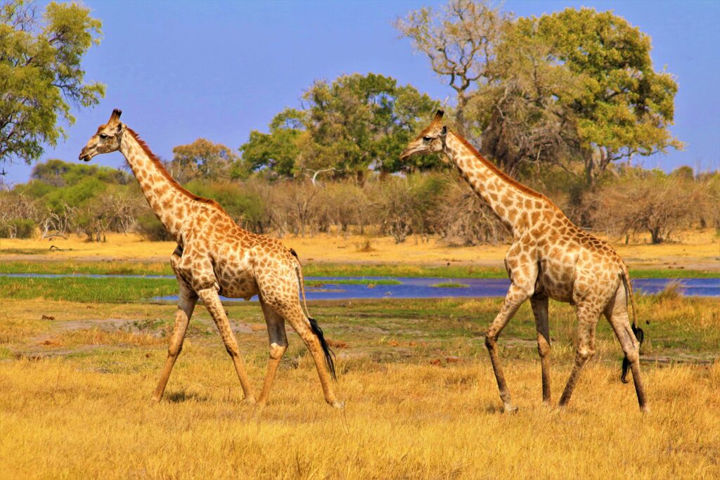 Two giraffes walking across a golden grassy savanna with scattered trees and a blue sky in the background.